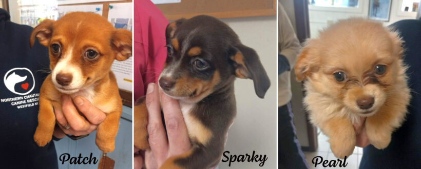 Patch, Sparky & Pearl Patch, Sparky & Pearl