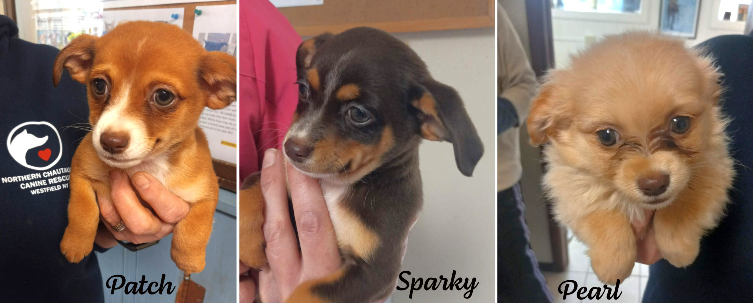 Patch, Sparky & Pearl Patch, Sparky & Pearl