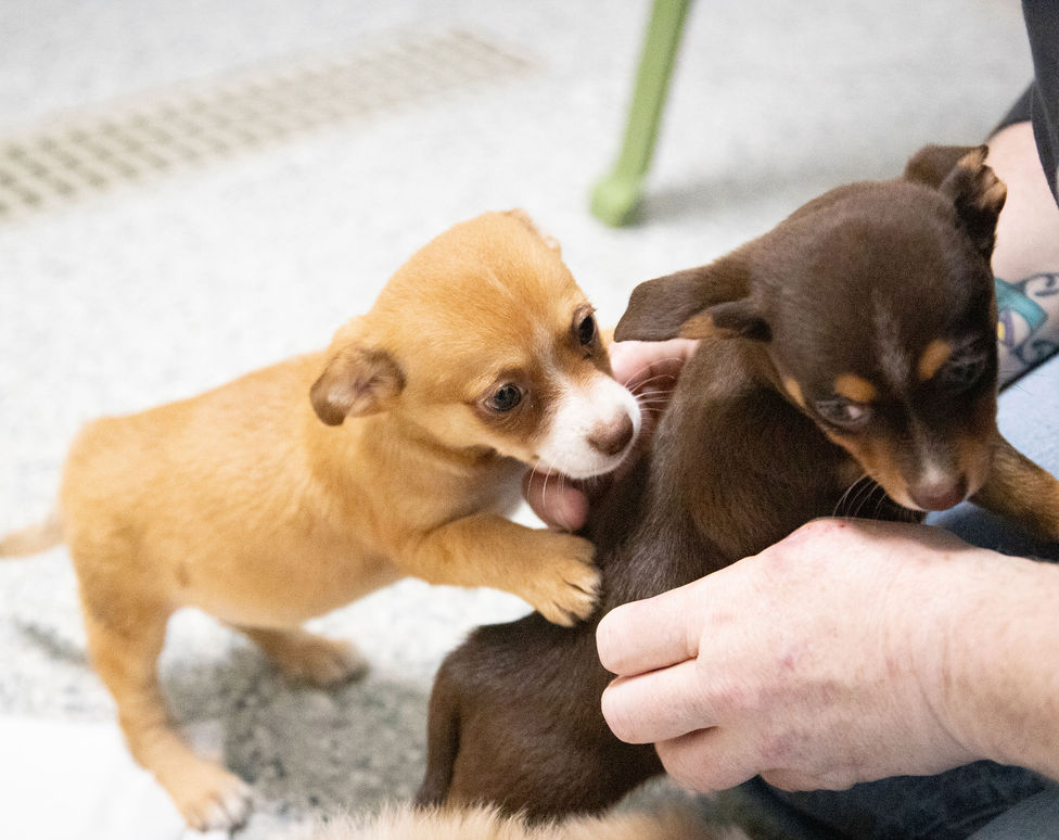 Patch, Sparky & Pearl Patch, Sparky & Pearl