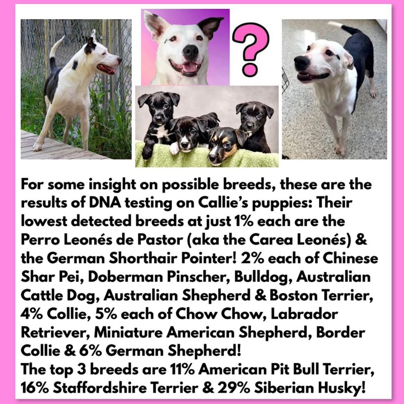 Callie-Adopted! Callie-Adopted!