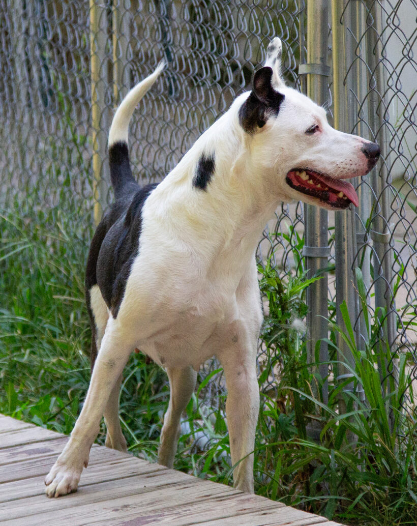 Callie-Adopted! Callie-Adopted!