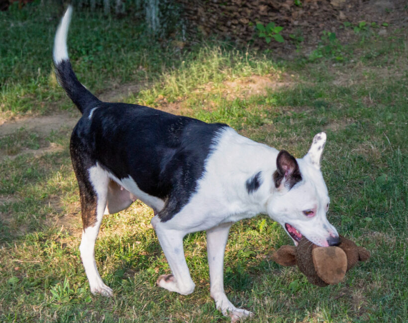 Callie-Adopted! Callie-Adopted!