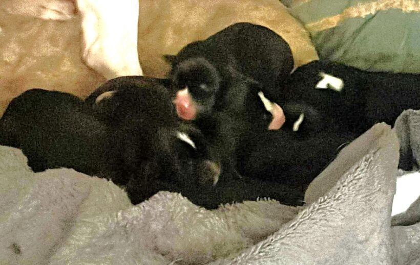 Callie & Puppies