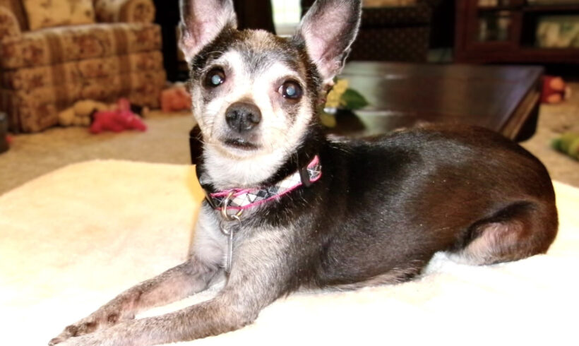 Jetta-Adoption Pending!