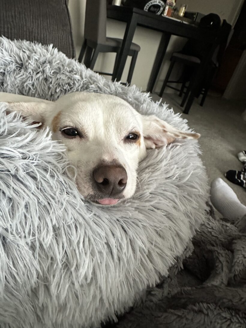 Meatball Meatball