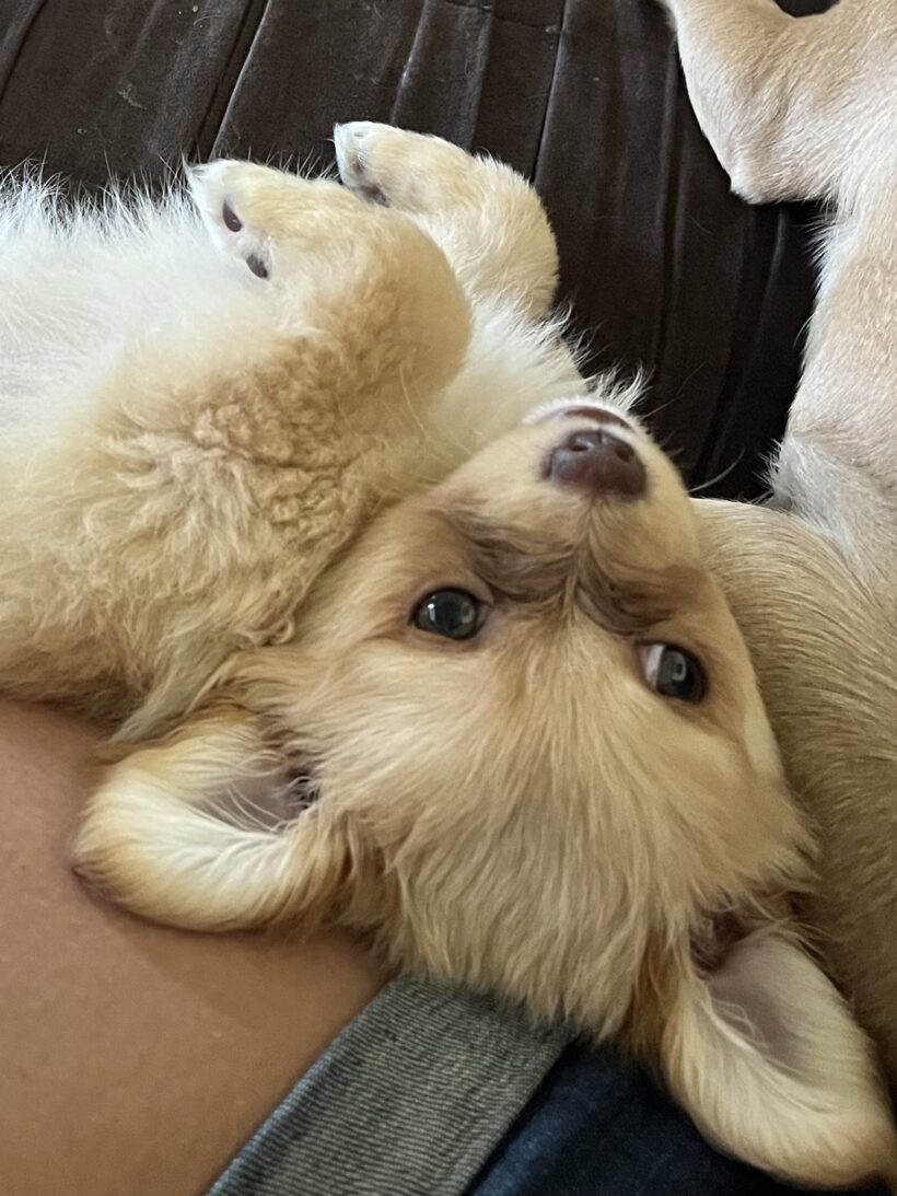 Sophia