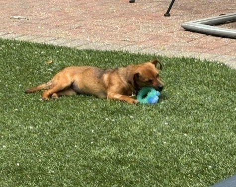 Tootsie Tootsie