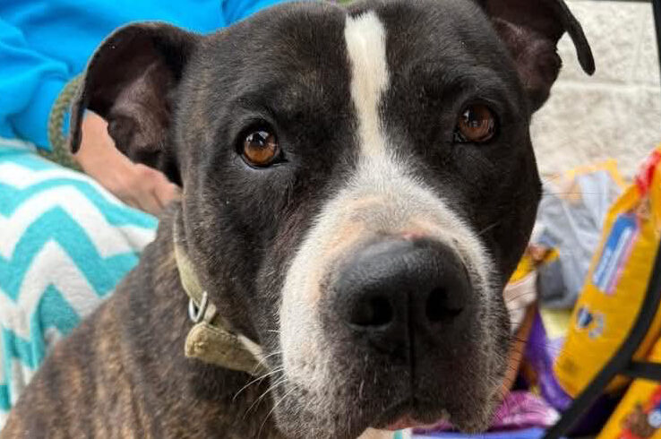 Tyson-Adopted!