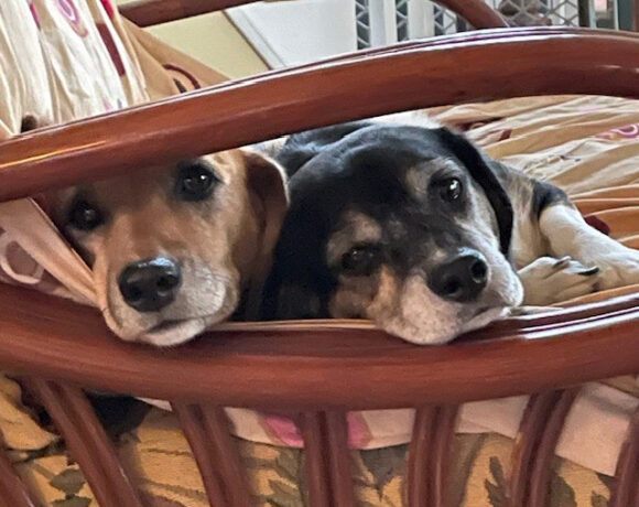 Wally & Trudy-Arriving Soon!