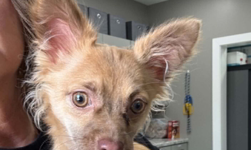 Archie-Adopted!