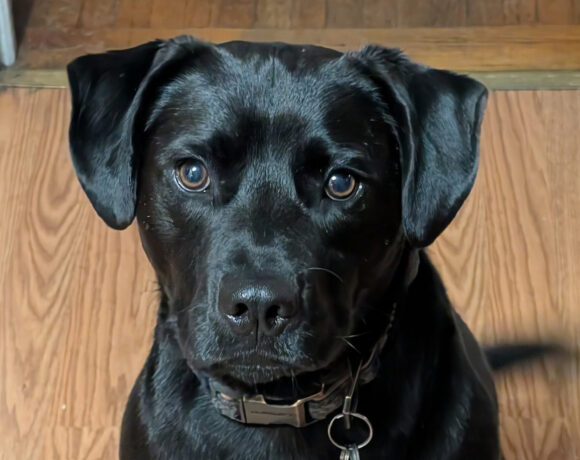 Buddy Buddy
