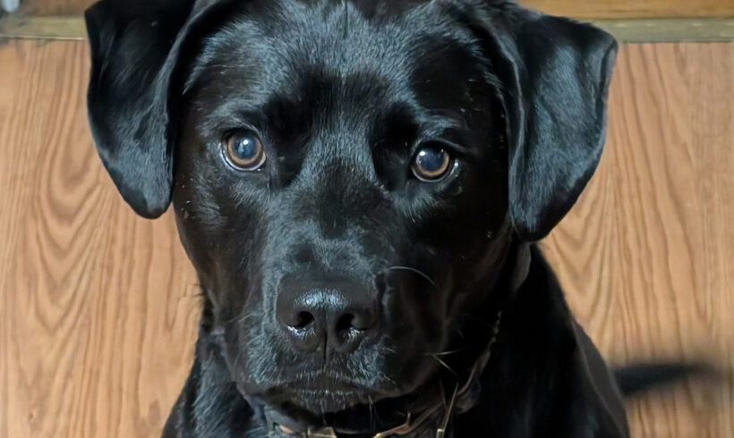 Buddy