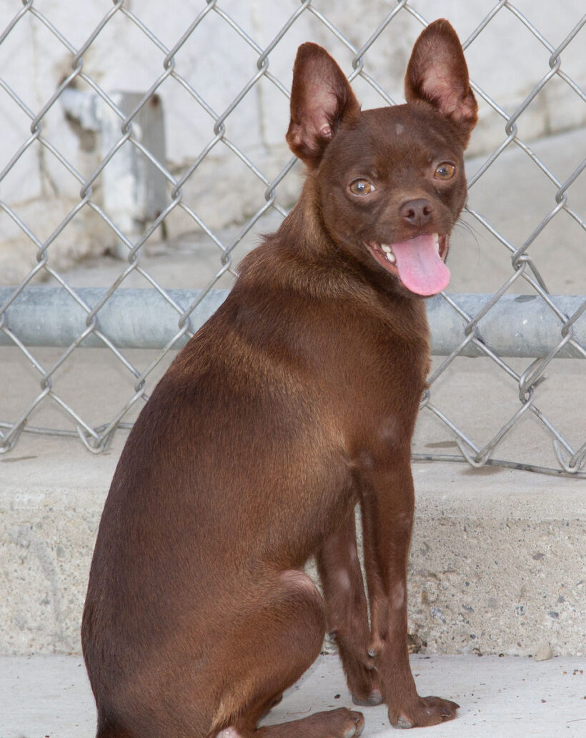 Jack-Adopted!