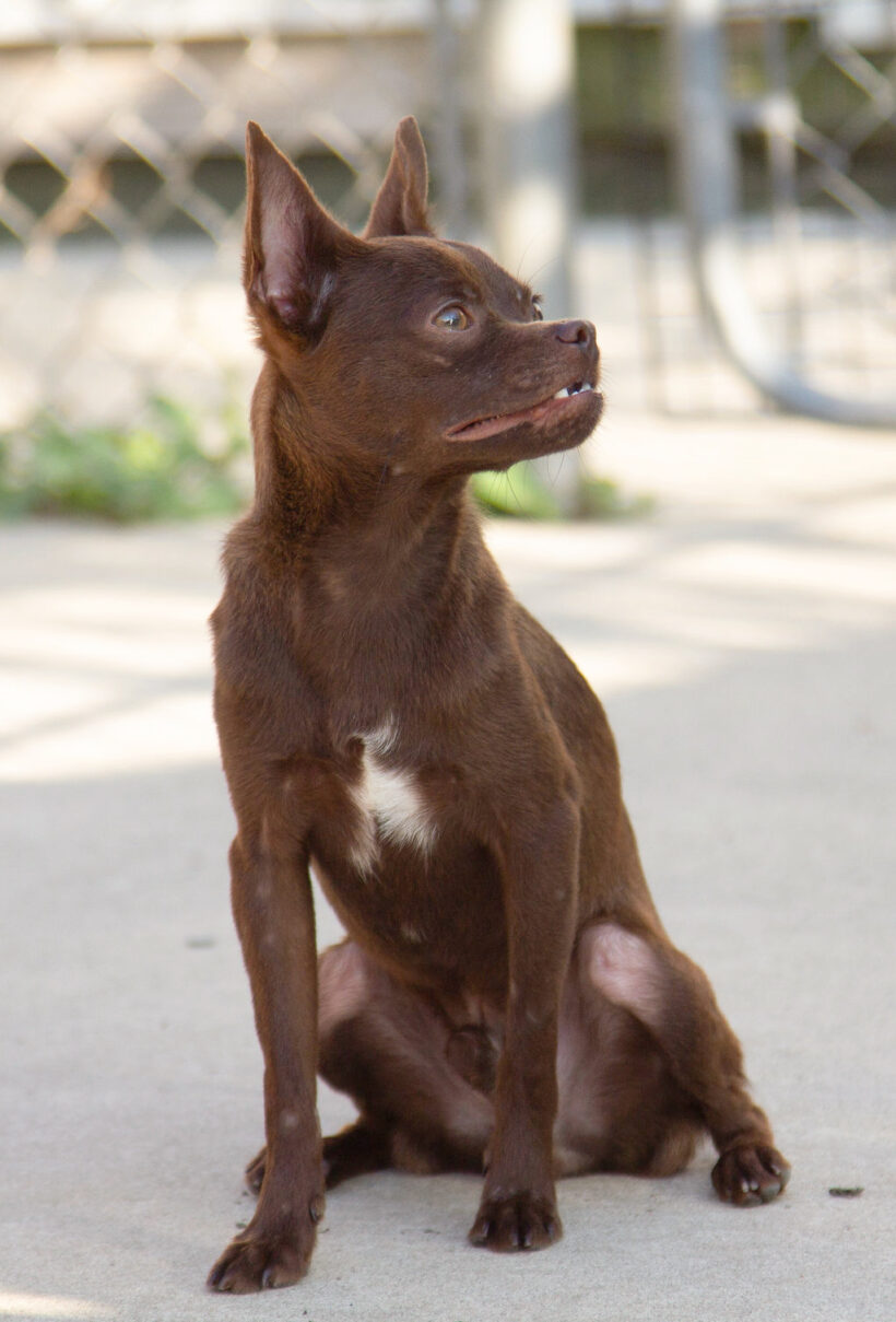 Jack-Adopted!