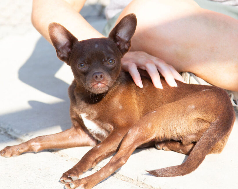 Jack-Adopted!