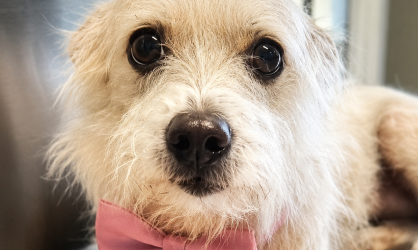 Mitzy-Adopted!