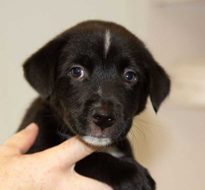 Puppies….Adopted!