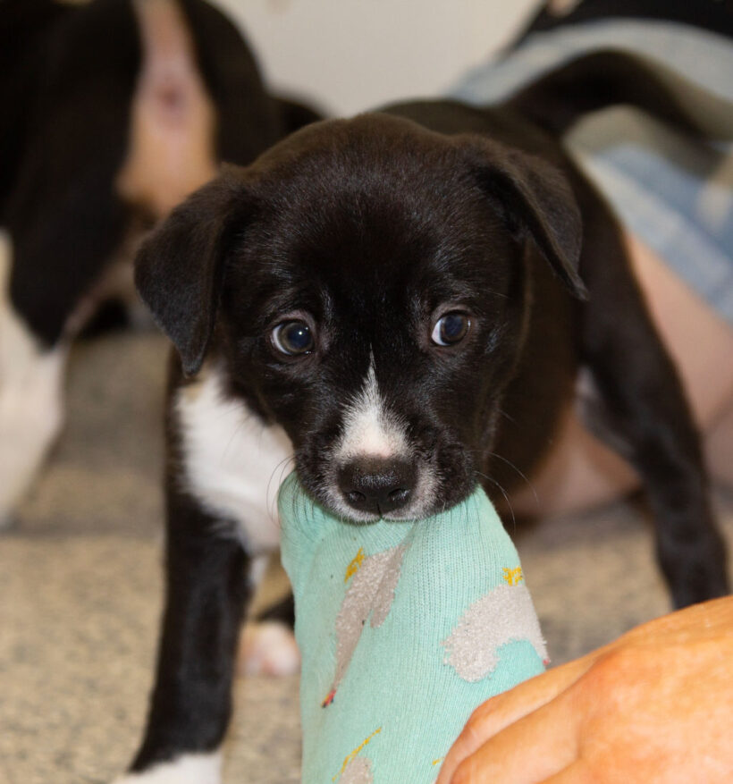 Puppies….Adopted!