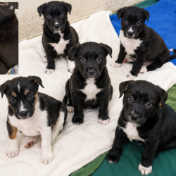 Puppies!