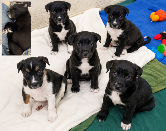 Puppies! Puppies!