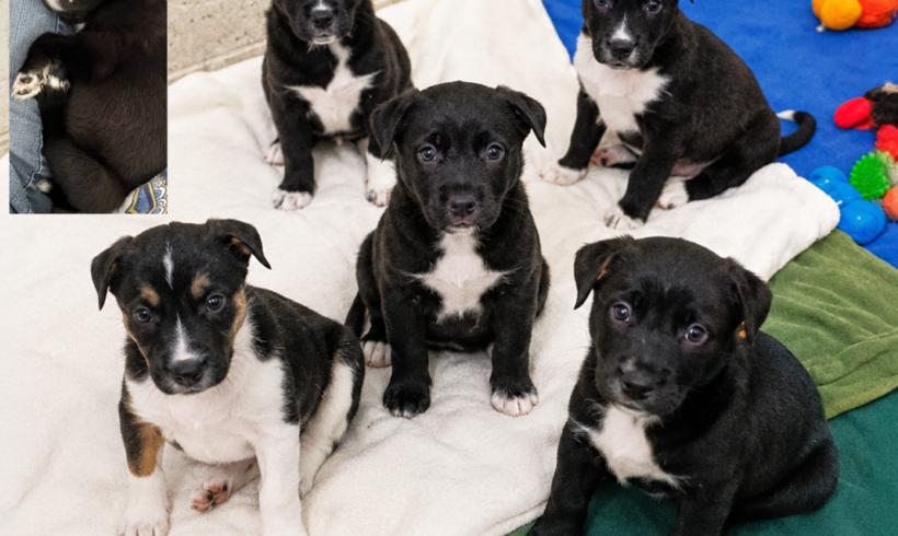 Puppies….Adopted!