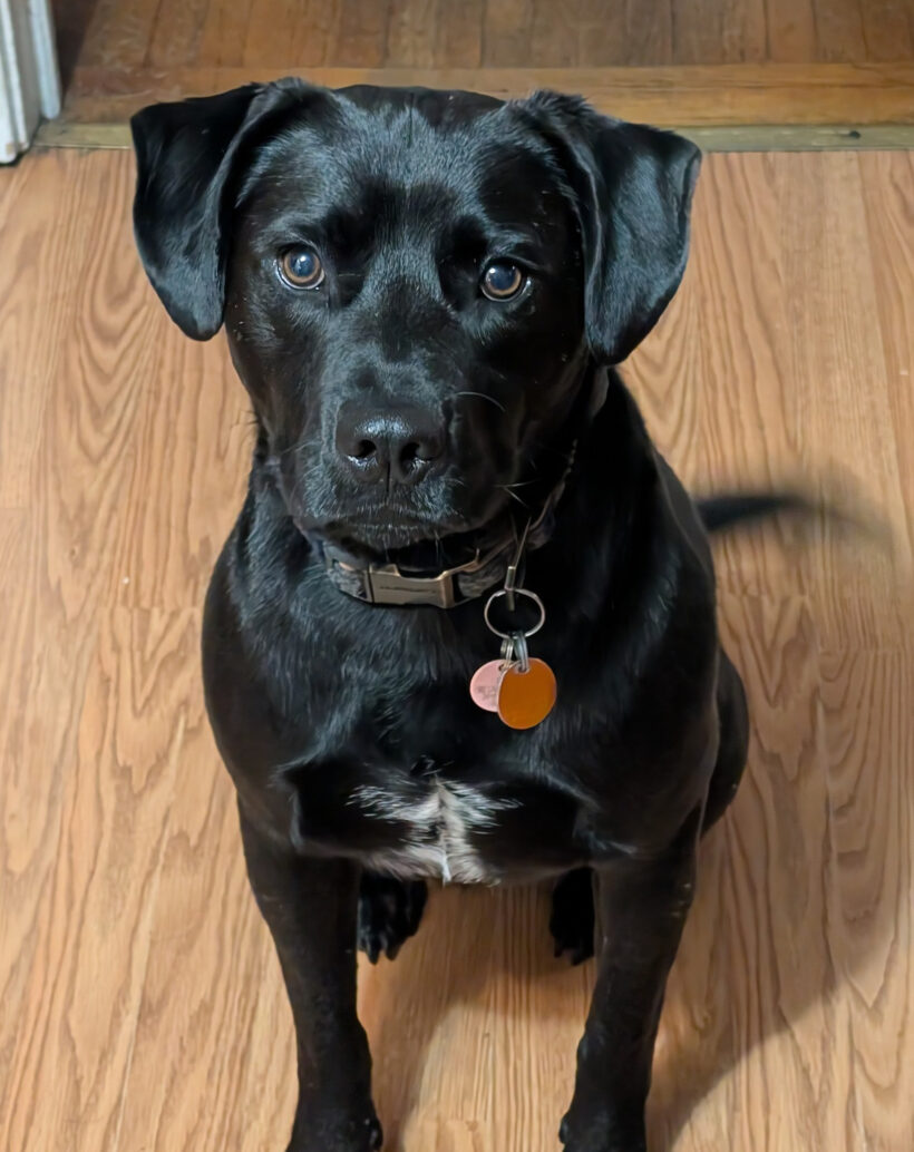 Buddy