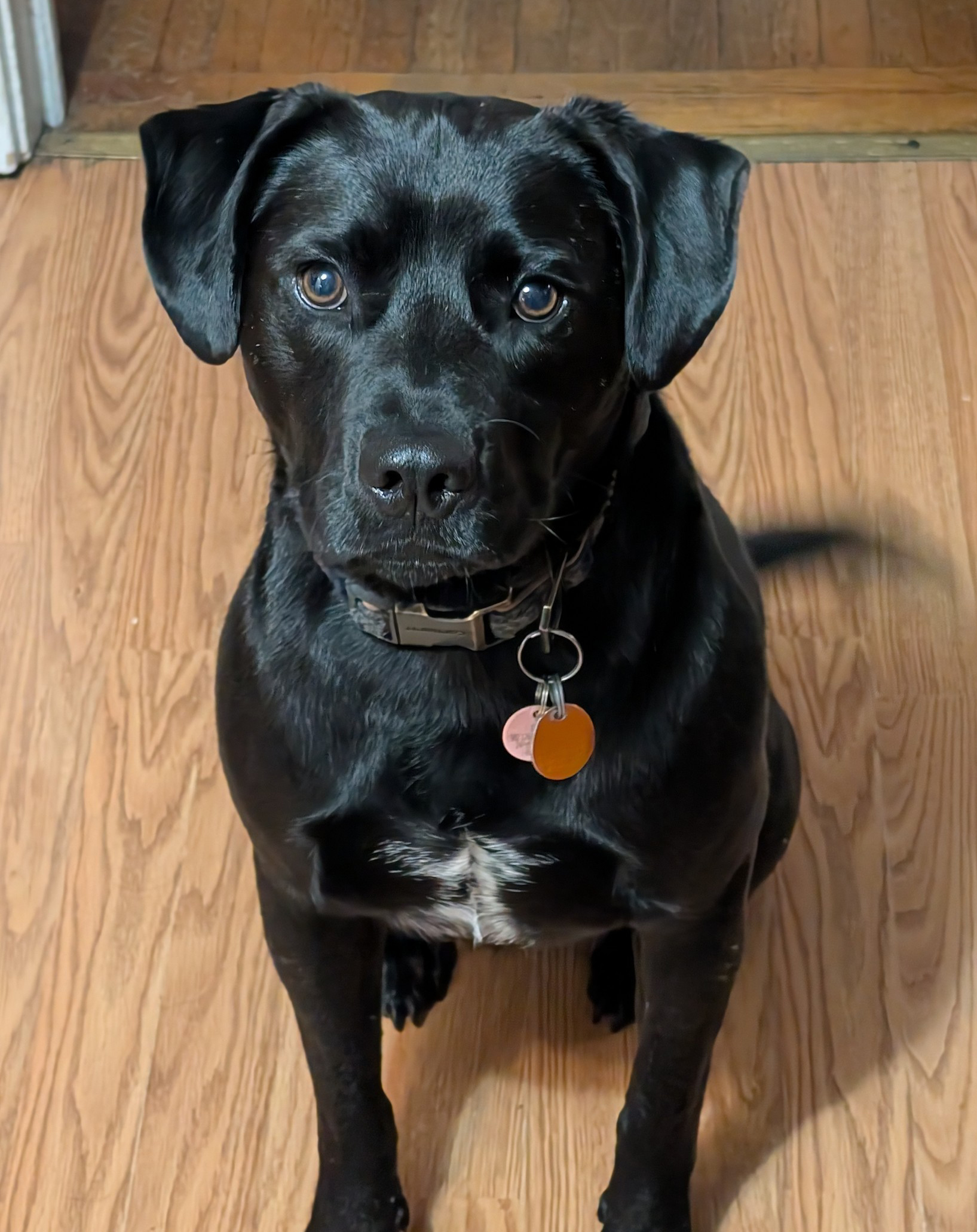 Buddy Buddy
