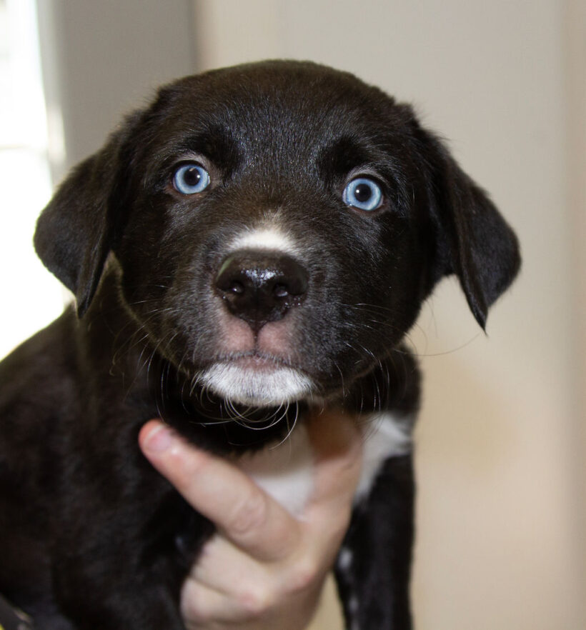 Puppies….Adopted!