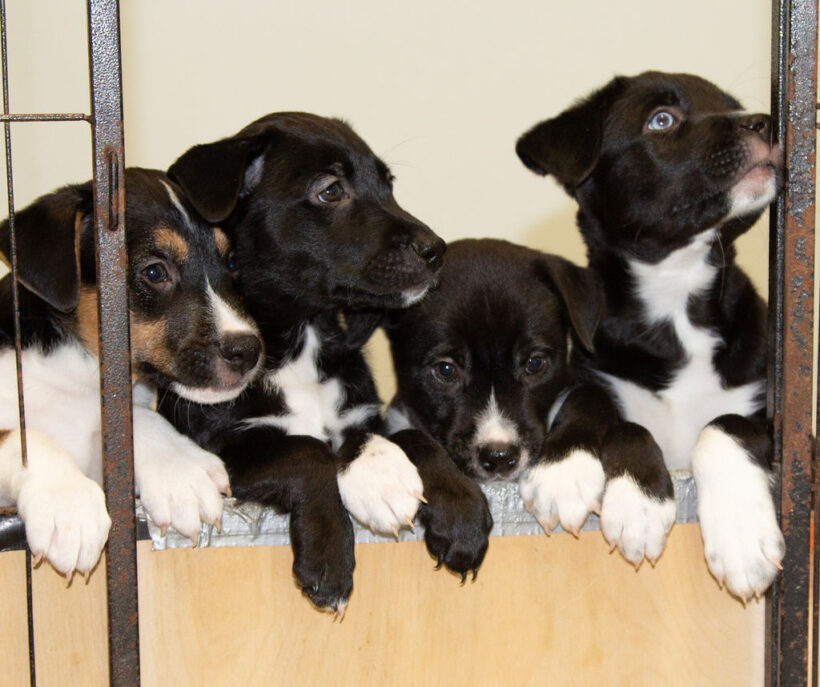 Puppies….Adopted!