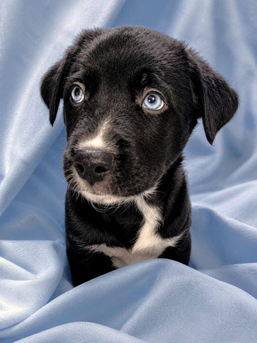Puppies….Adopted!