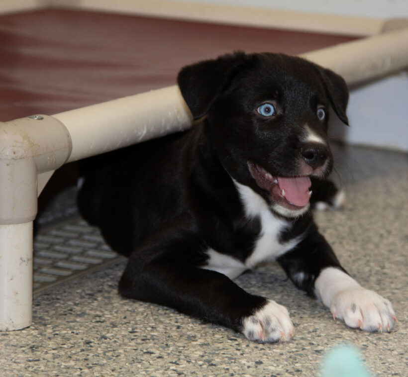 Puppies….Adopted!