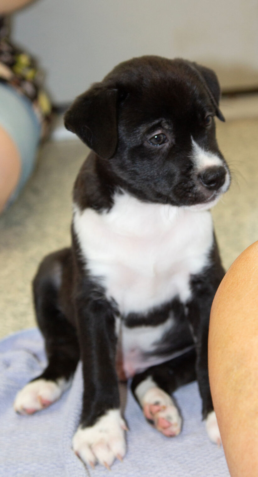 Puppies….Adopted!