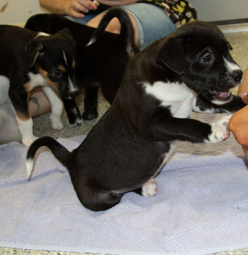 Puppies….Adopted!