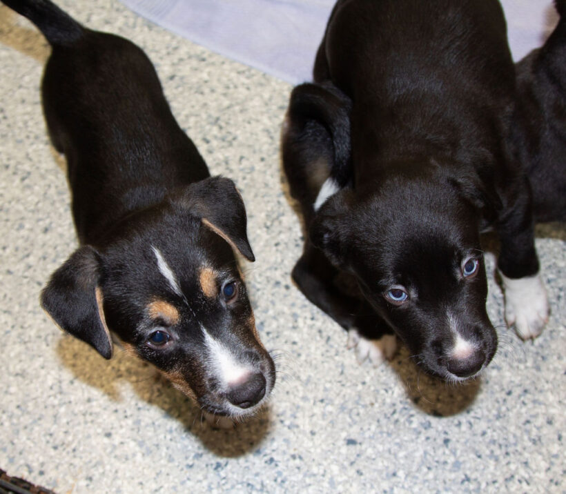 Puppies….Adopted!