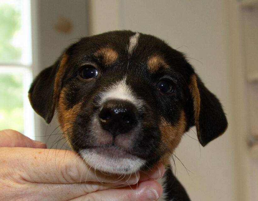 Puppies….Adopted!