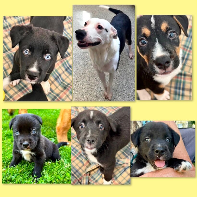 Puppies….Adopted!