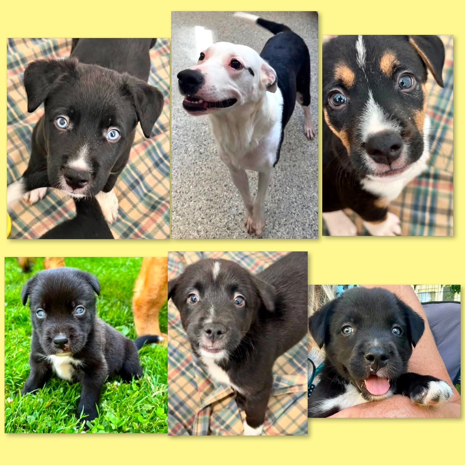 Puppies! Puppies!
