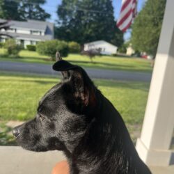 Buddy