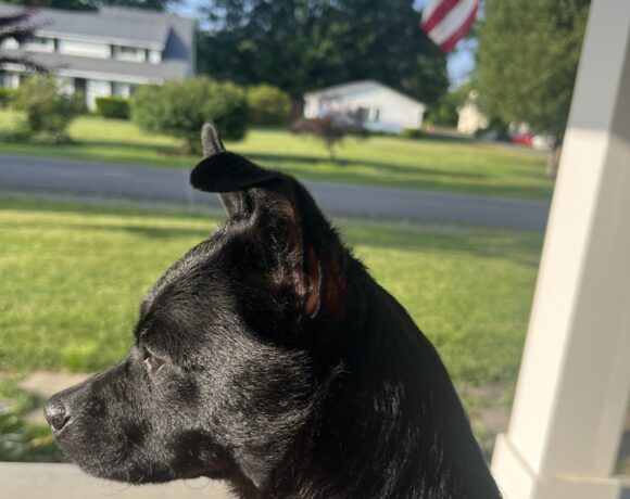 Buddy