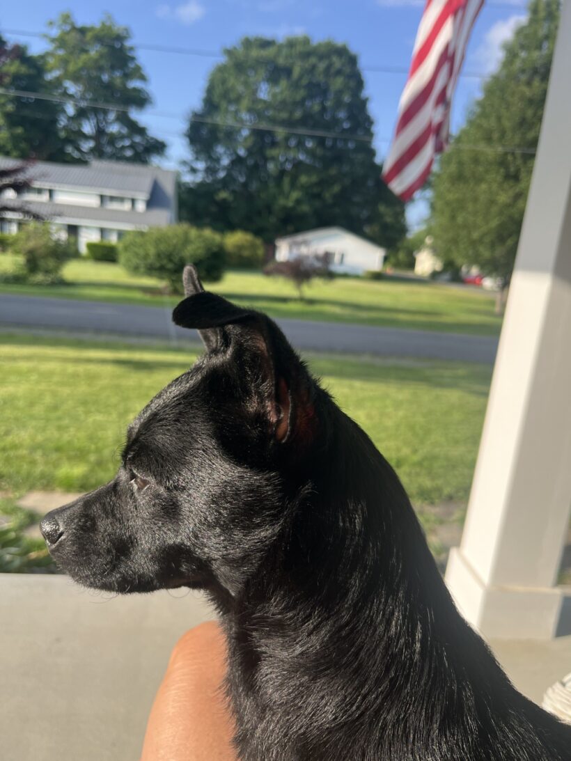 Buddy Buddy