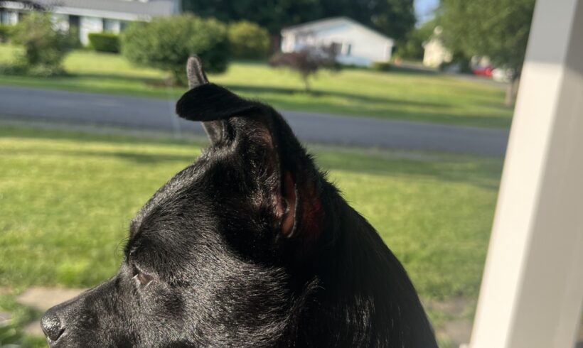 Buddy
