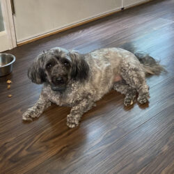Pepper