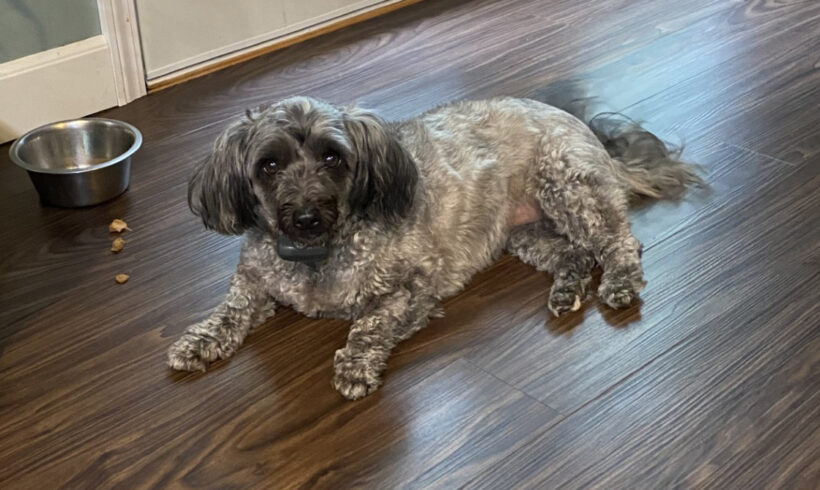 Pepper