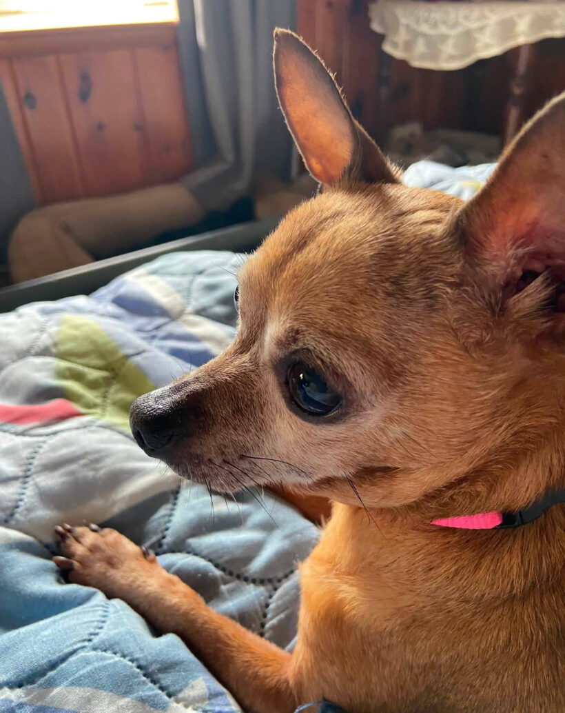 Frannie-Adopted! Frannie-Adopted!