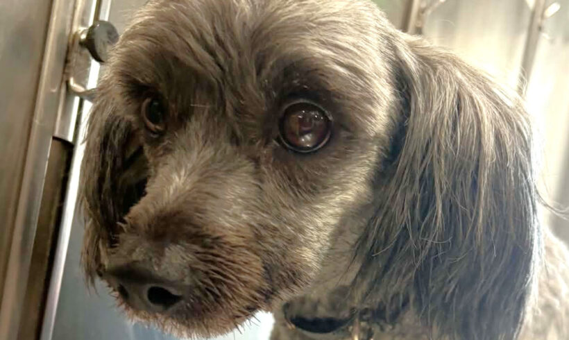 Happy Feet-Adopted!
