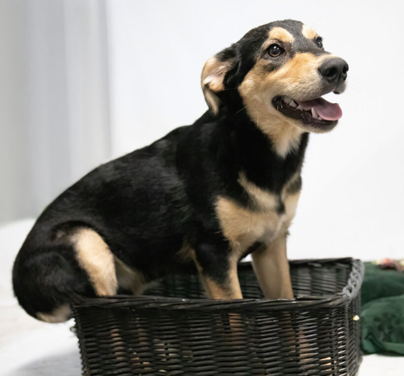 Monty-Adopted!