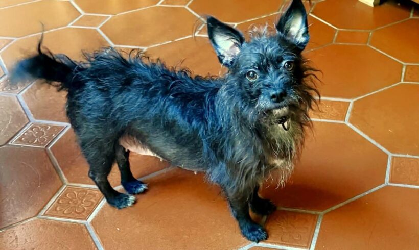 Margie-Adopted!