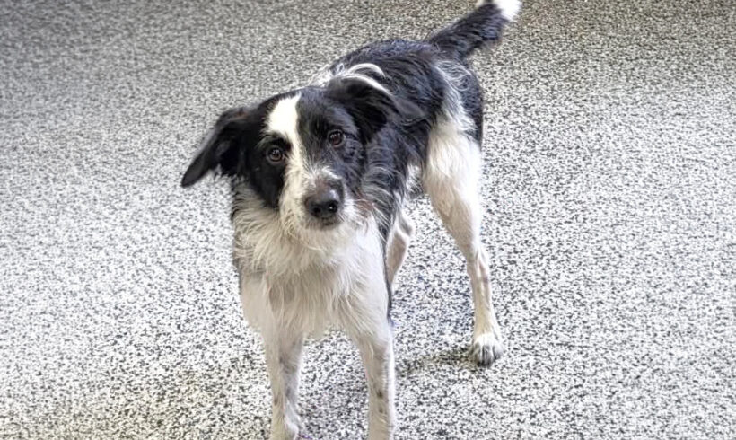 Rigby-Adopted!