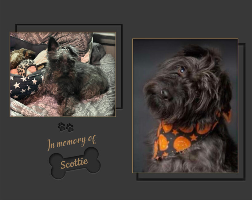 Scottie