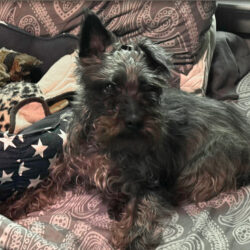 Scottie